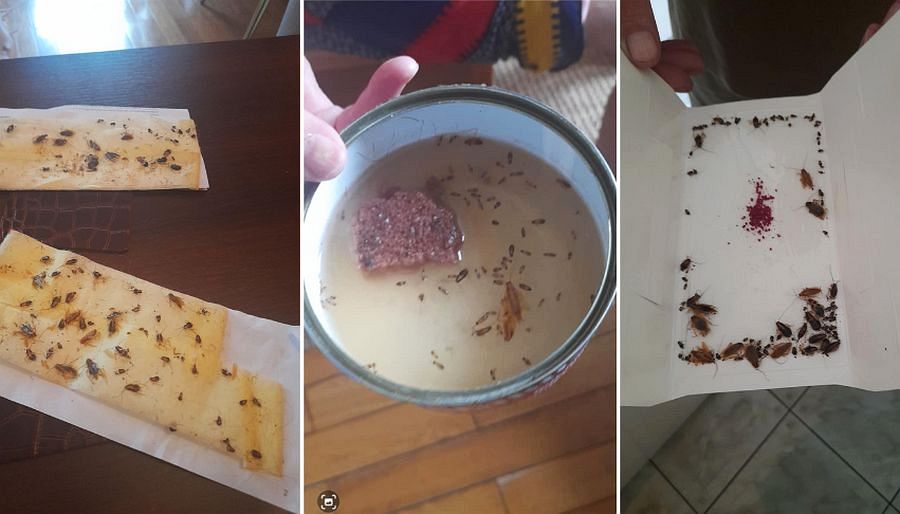 Blok znów oblazło robactwo